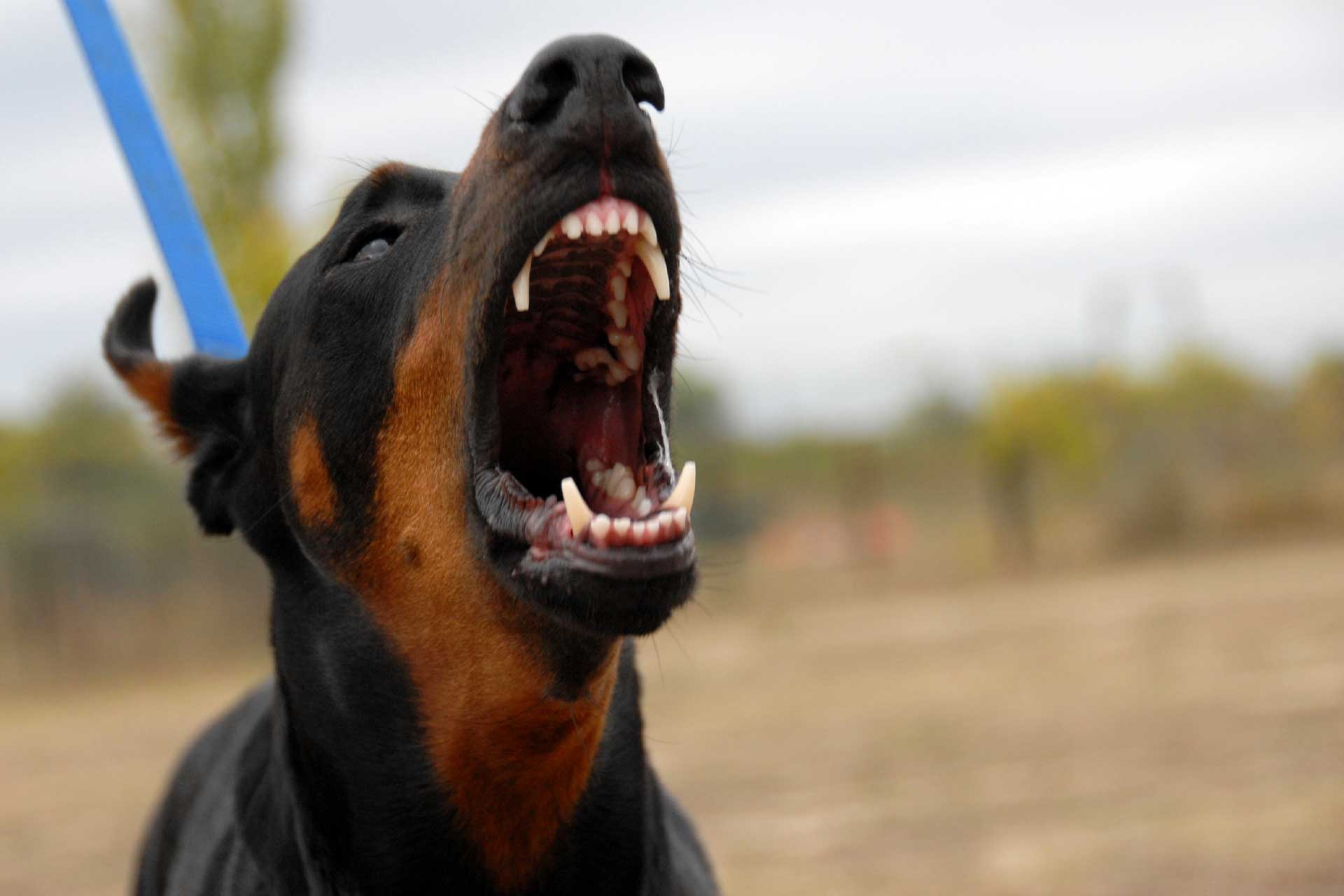 dog barking