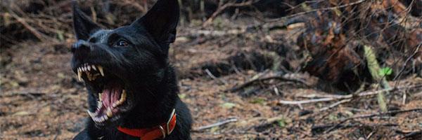 dog bites thumbnail